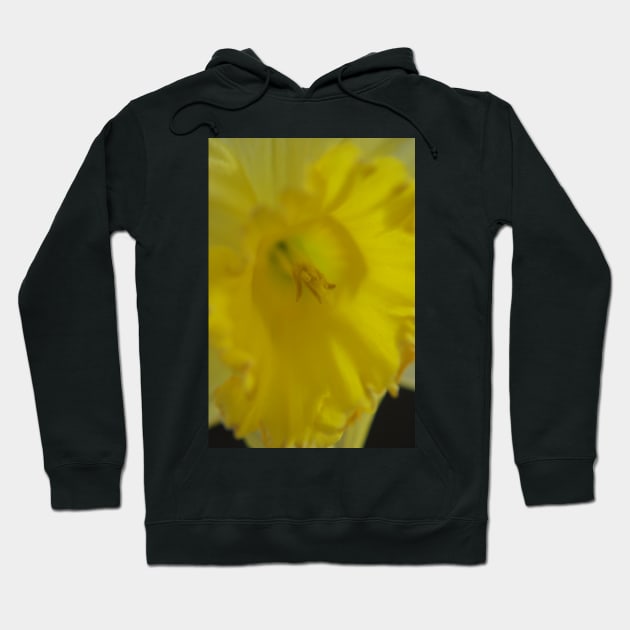 Daffodil closeup Hoodie by Colin-Bentham